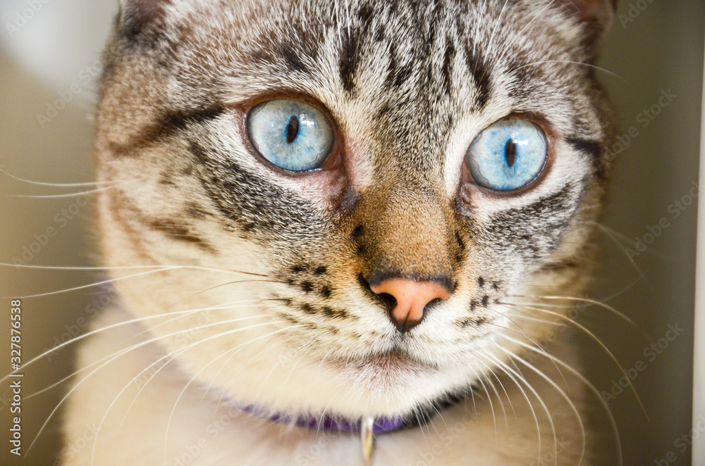 close up on tabby gray cat face with blue eyes