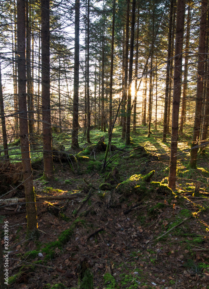 Obraz premium Sonnenlicht im Wald