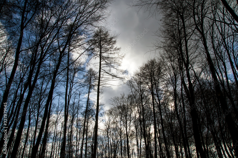 Wald unter blauem Himmel 
