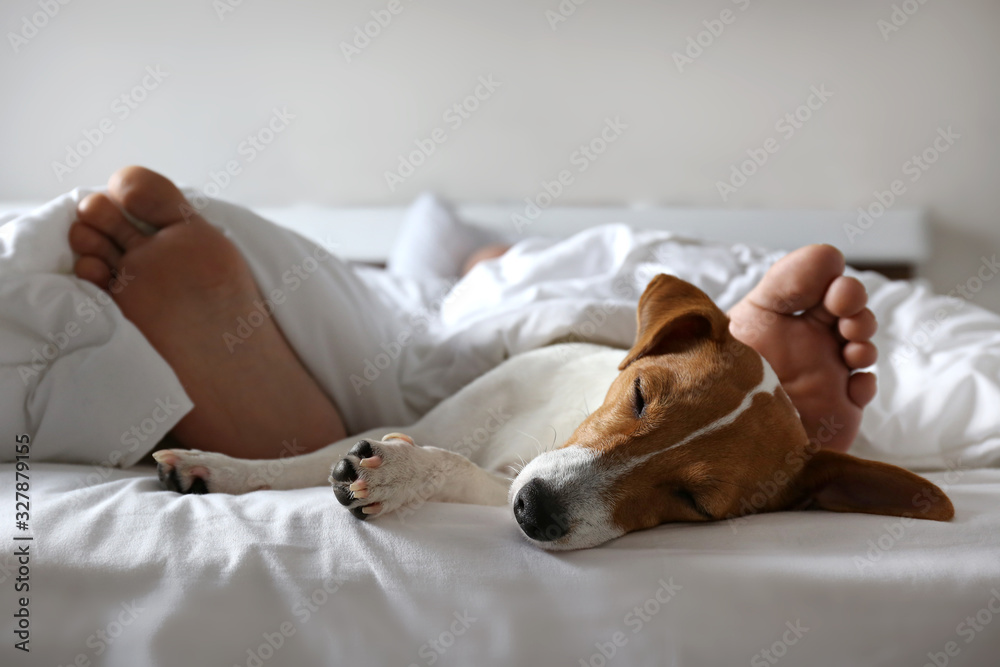 Why Do Jack Russells Sleep Under The Covers