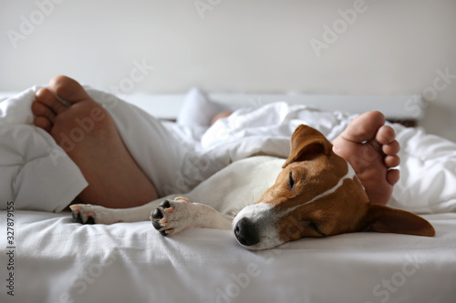 Emotional support animal concept. Sleeping man's feet with jack russell terrier dog in bed. Adult male and his pet lying together on white linens covered with blanket. Close up, copy space, background