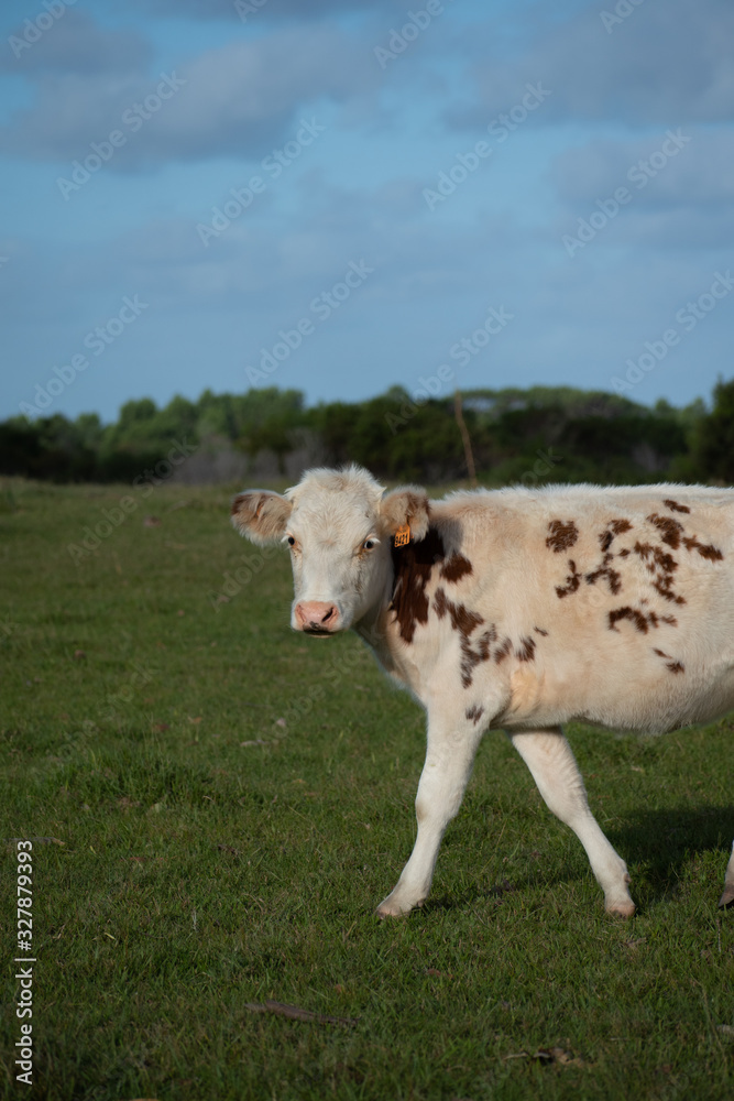 Vaca en el campo
