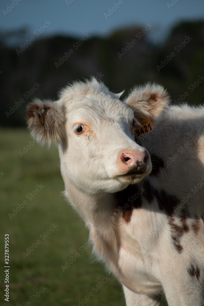 Obraz premium Vaca en el campo
