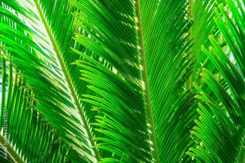 Group of big green leaves of exotic date palm tree  isolated on white background. Tropical plant foliage with visible texture. Pollution free symbol. Close up  copy space.