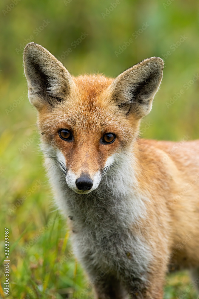 Fototapeta premium Horizontal close-up of a cute red fox, vulpes vulpes, looking to camera with big eyes in summer. Wild animal staring in nature. Carnivore on a meadow with green grass.