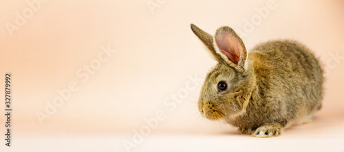 Rabbit on a beige background. Easter grey hare on a pastel pink background. Concept for the Easter holiday. Grey rabbit with a place for your unique text .