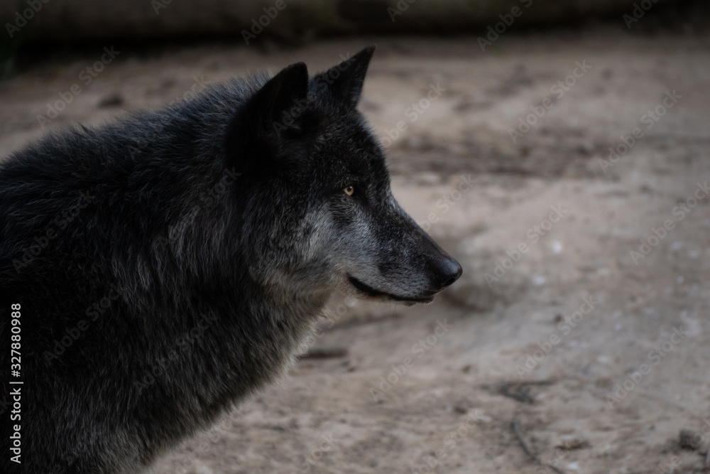 Obraz premium Portrait of a beautiful black northwestern wolf