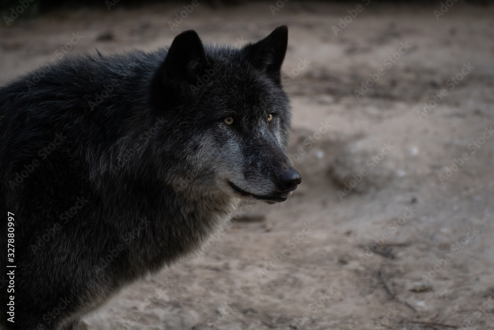 Portrait of a beautiful black northwestern wolf