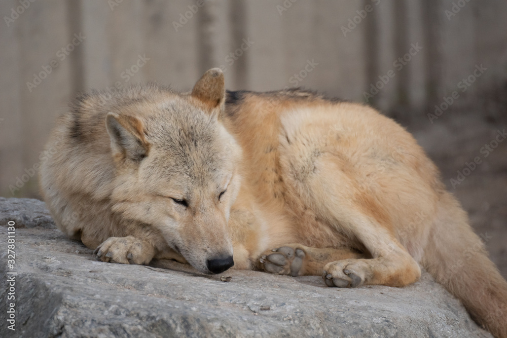 Portrait a beautiful amber western wolf sleeping on a rock Portrait a beautiful amber western wolf sleeping on a rock