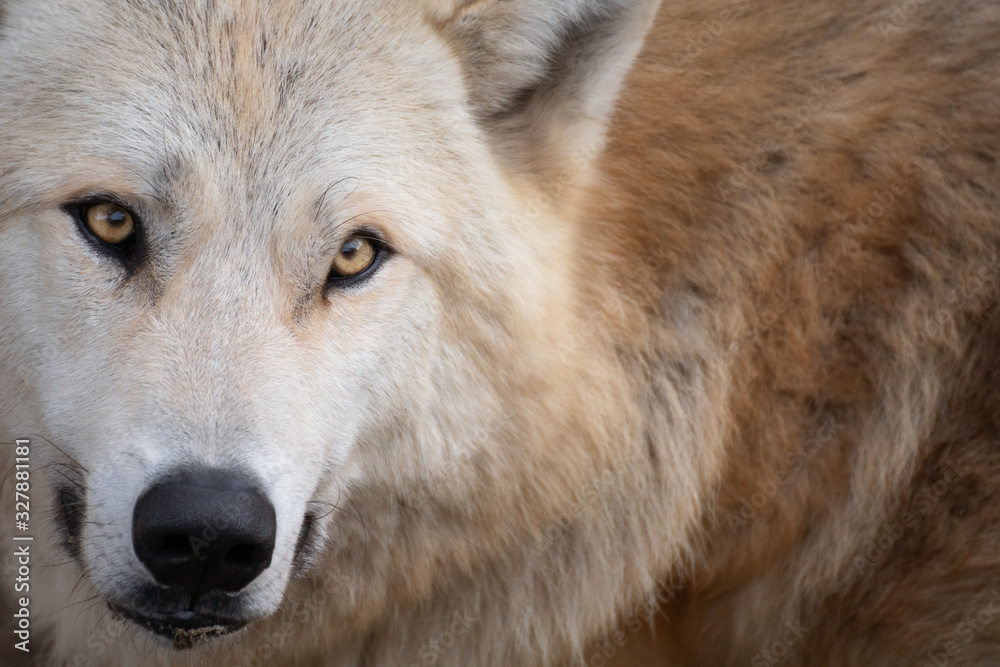 Close up portrait of a beautiful western wolf amber Close up portrait of a beautiful western wolf amber