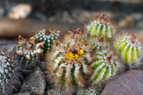 Blooming cactus in the garden.