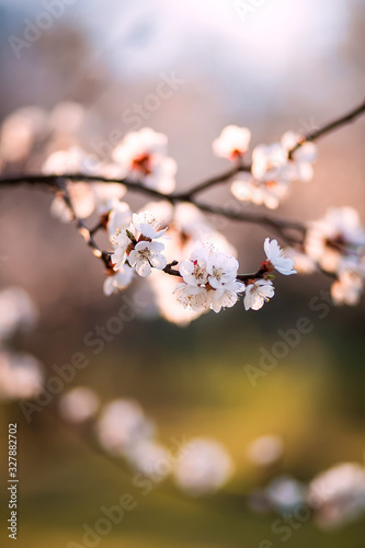 Flowering apricot trees in garden. sunny spring evening. Close up apricot flowers. Spring background