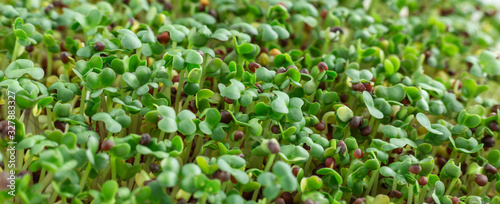 Mustard on the windowsill. Microgreens growing. Vegan and healthy eating concept. White background. Close-up. Horizontal banner. Copy space for your text © lizaelesina