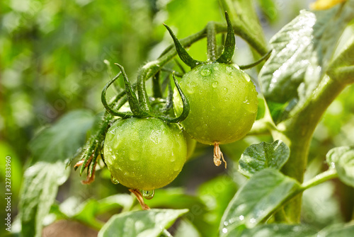 Bunch of  natural green unrape tomatoes in water drops growing in a greenhouse photo