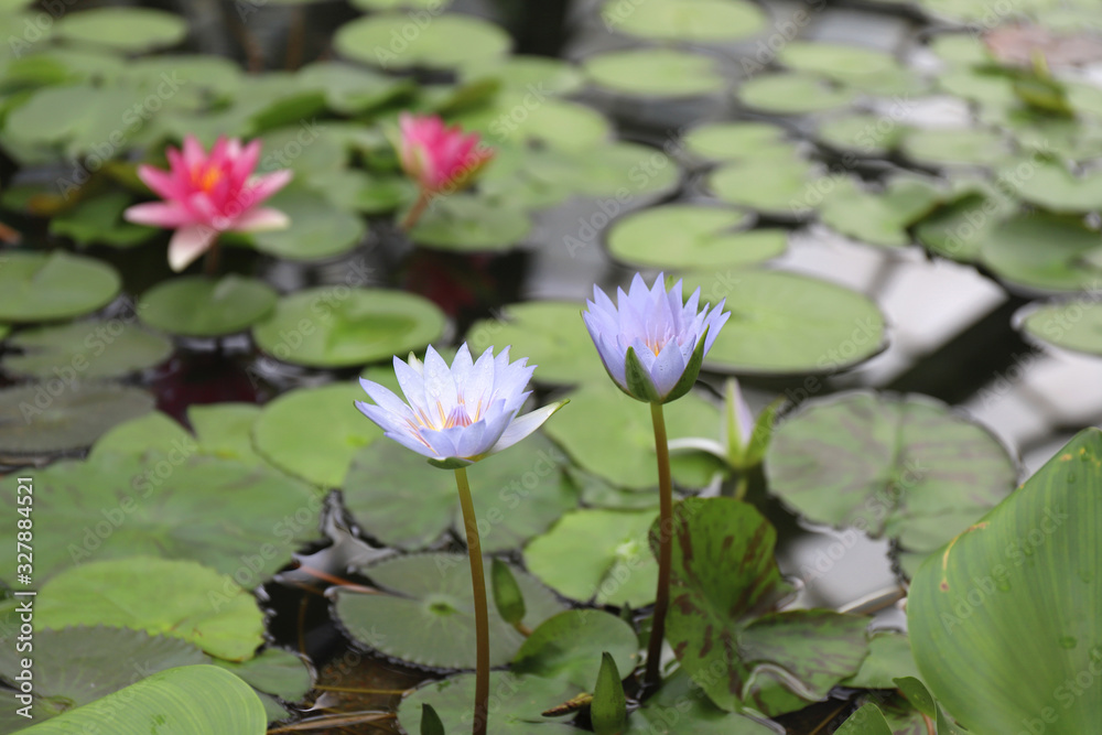 Blue Egyptian and red water lily on the pond in a botanical garden Blue Egyptian and red water lily on the pond in a botanical garden