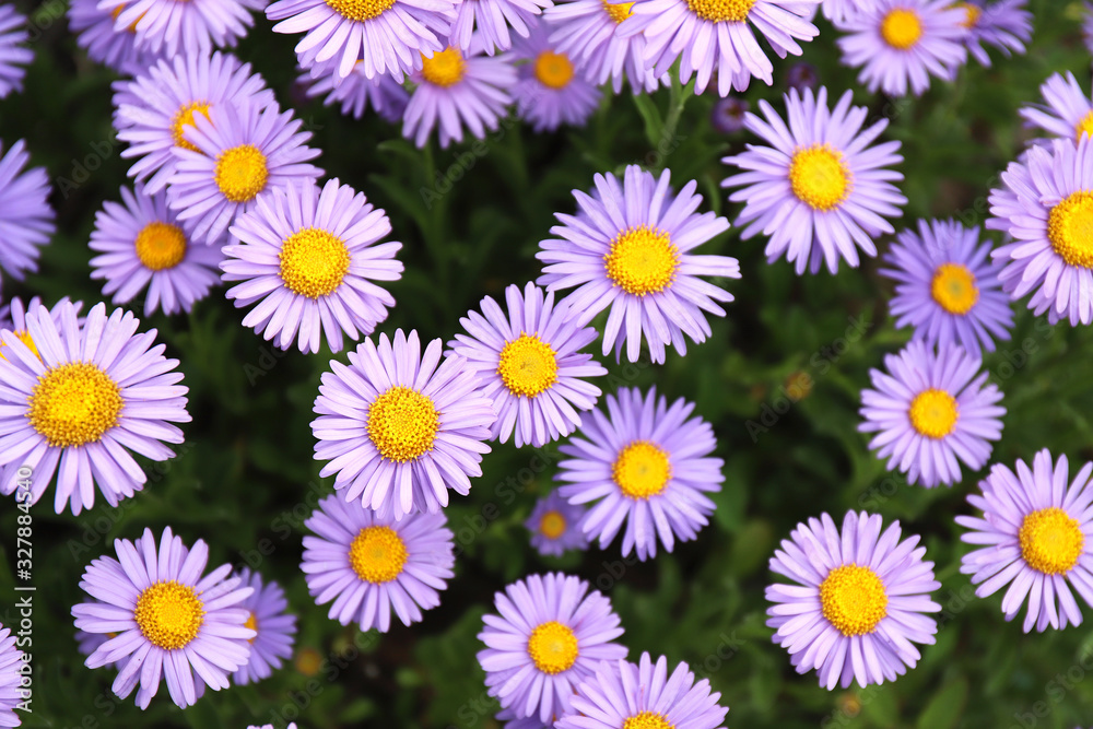 fresh purple alpine aster blooming in an alpine meadow fresh purple alpine aster blooming in an alpine meadow