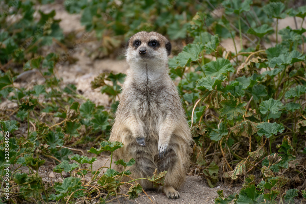 Fototapeta premium Portrait a cute meerkat on alert on the grass
