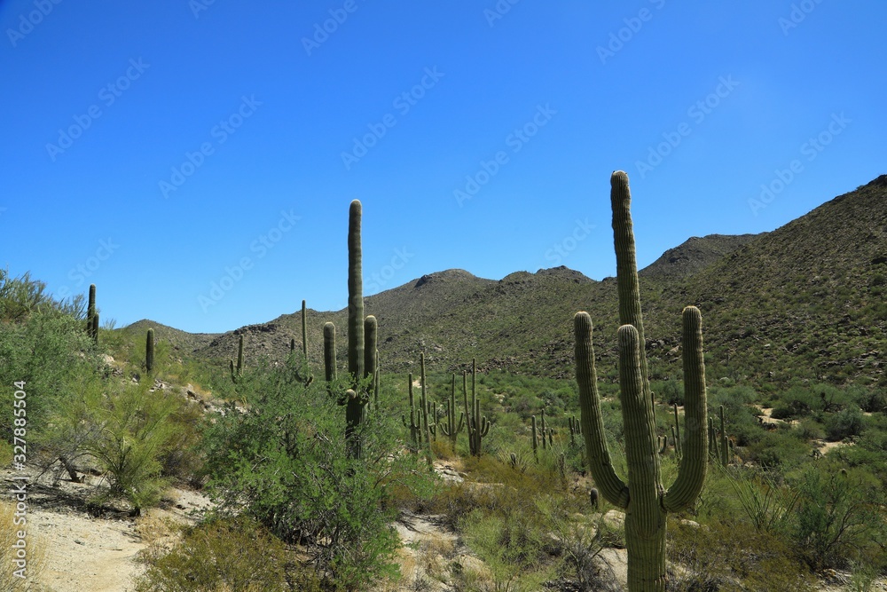 Cactus growing in the hot desert