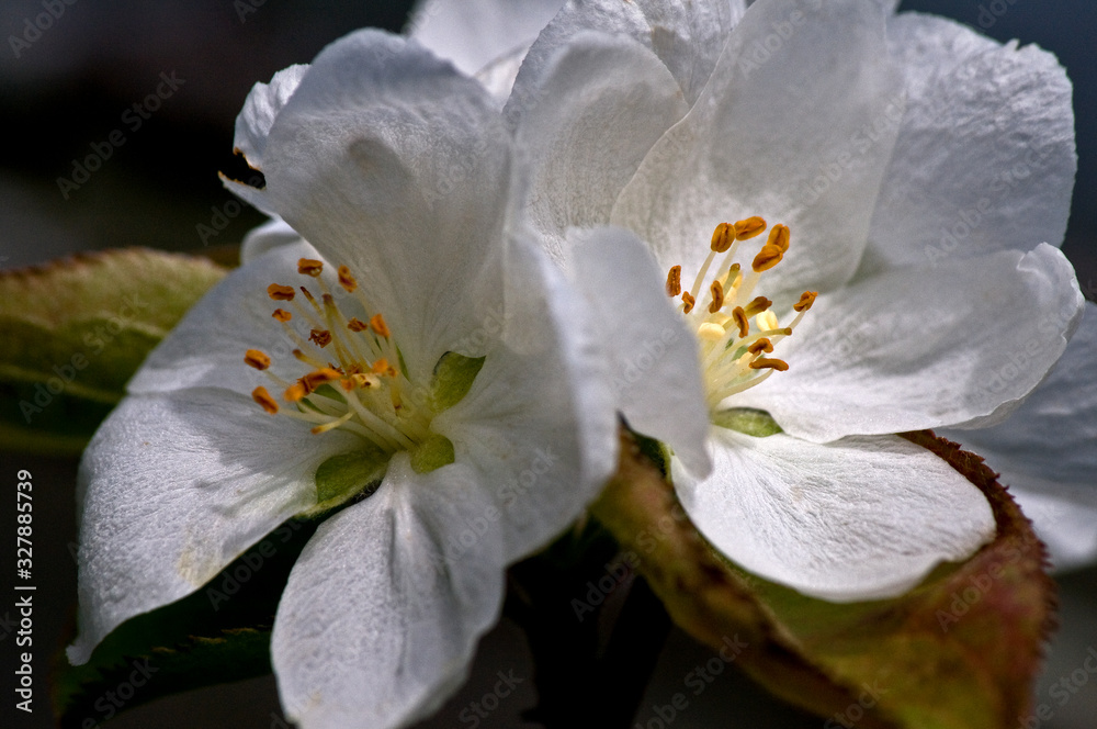 A spring blossom on an Upright Plumleaf Crabapple, tree. A spring blossom on an Upright Plumleaf Crabapple, tree.