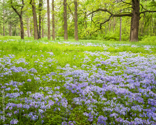 Wild phlox carpets a woodland meadow on a spring day.