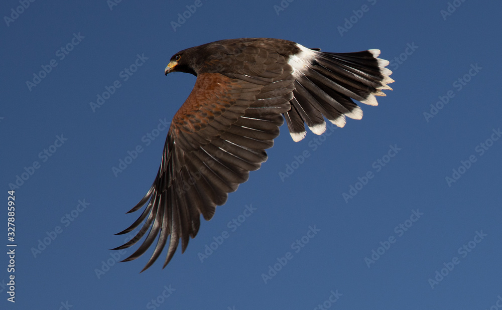 Obraz premium Harris Hawk flying in Arizona desert on clear blue sky day