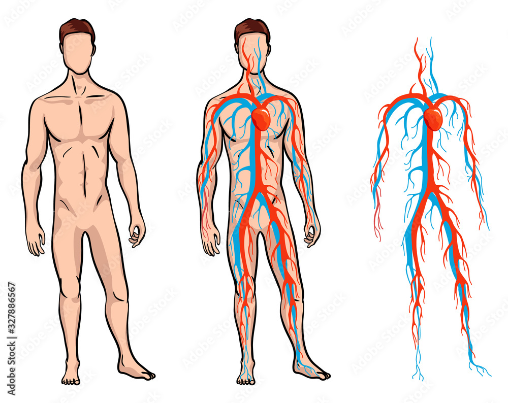 male-circulatory-system-vector-illustration-of-blood-circulation-in