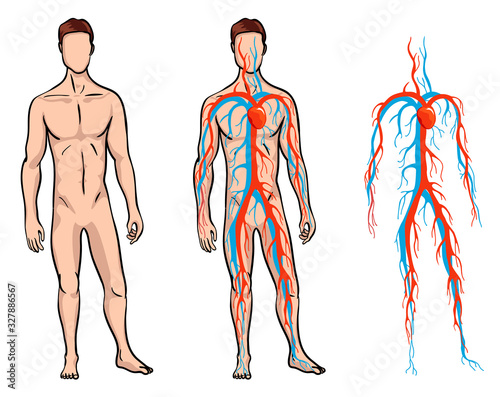 Male circulatory system. Vector illustration of blood circulation in human body. Human arterial and venous circulatory system
