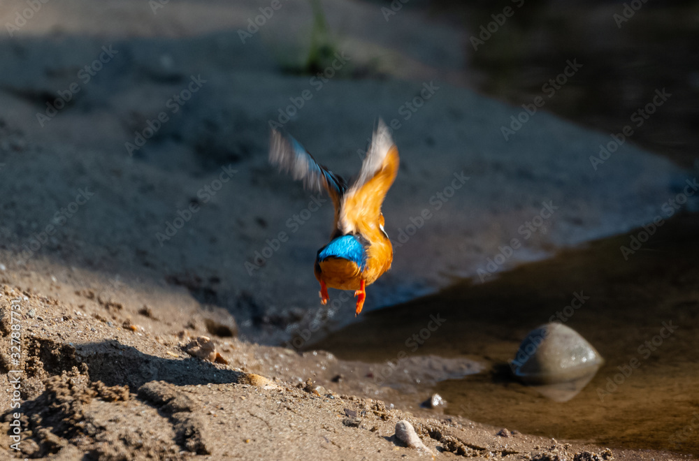 Portrait of common kingfisher bird in action for fishing in the water body Portrait of common kingfisher bird in action for fishing in the water body