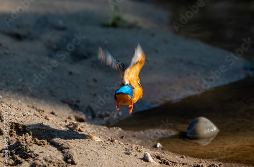 Canvas Print Portrait of common kingfisher bird in action for fishing in the water body
