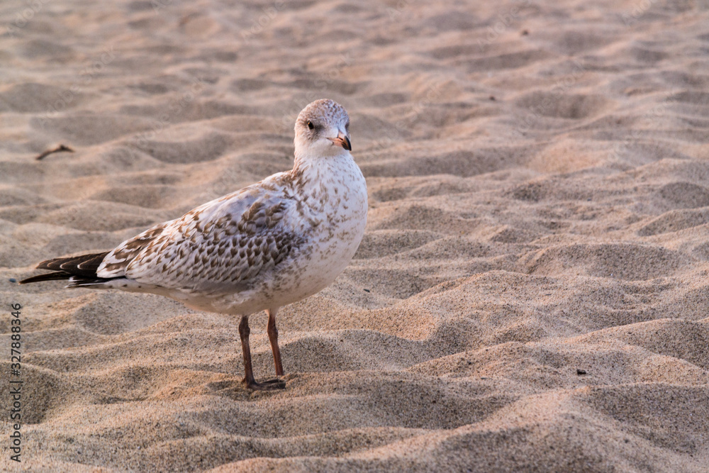 seagull on the beach