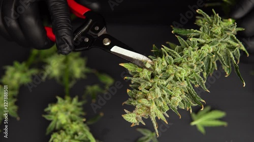 The sugar leaves on buds . Harvest weed time has come. Trim before drying. Growers trim their pot buds before drying. Man's hands trimming marijuana bud. Growers trim cannabis buds. photo