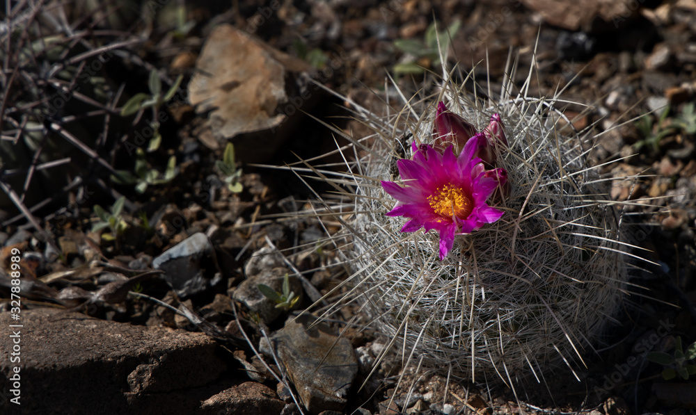 Fototapeta premium Isolated single pink cactus flower