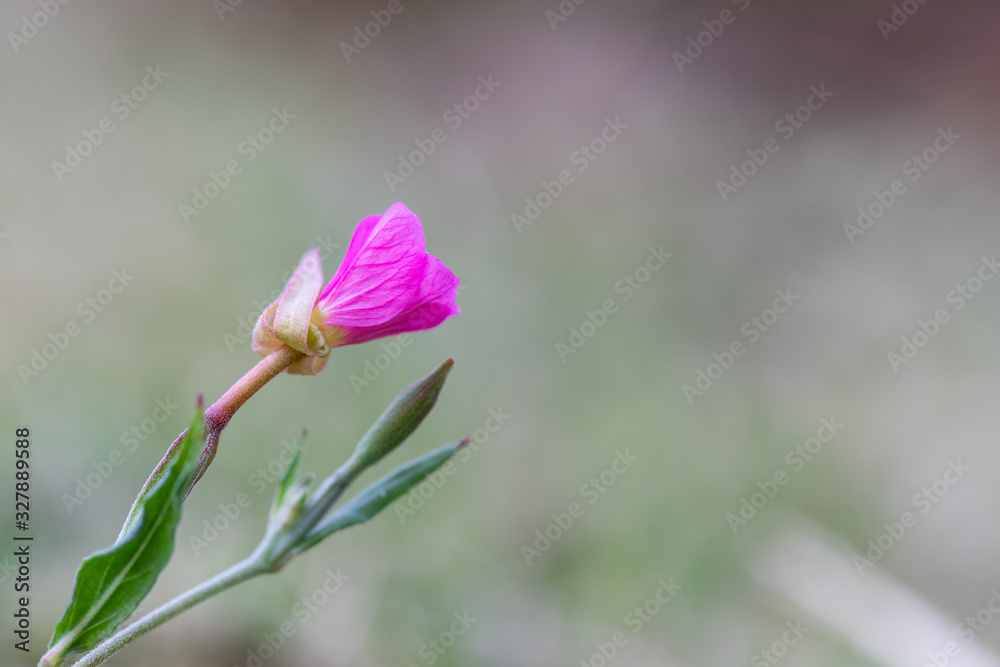 Macro of a small purple wildflower in nature with detail Macro of a small purple wildflower in nature with detail