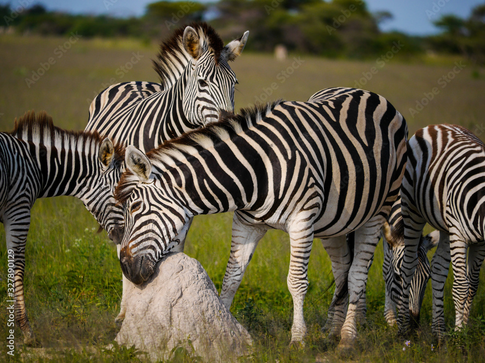 Fototapeta premium Chapman's zebra (Equus quagga chapmani) urges the itching by scratching its chin at a small rock in the plains of the Nxai Pan National Park‎