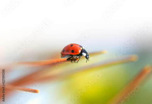 Macro red Ladybug nature blur background.