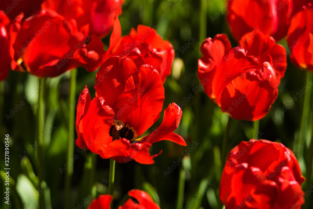 Fototapeta premium Beautiful fresh spring flowers tulips.