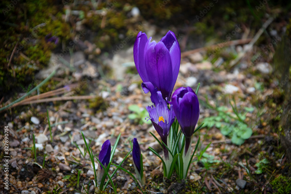 Beautiful purple Saffron flowers in bloom close up. Beautiful purple Saffron flowers in bloom close up.