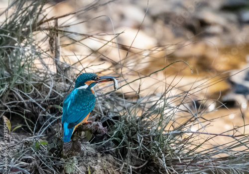 Photography Portrait of common kingfisher bird in action for fishing in the water body