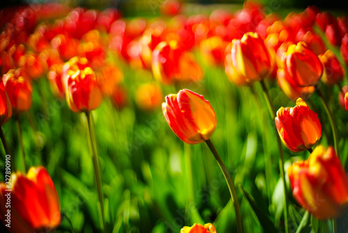 Beautiful fresh spring flowers tulips.