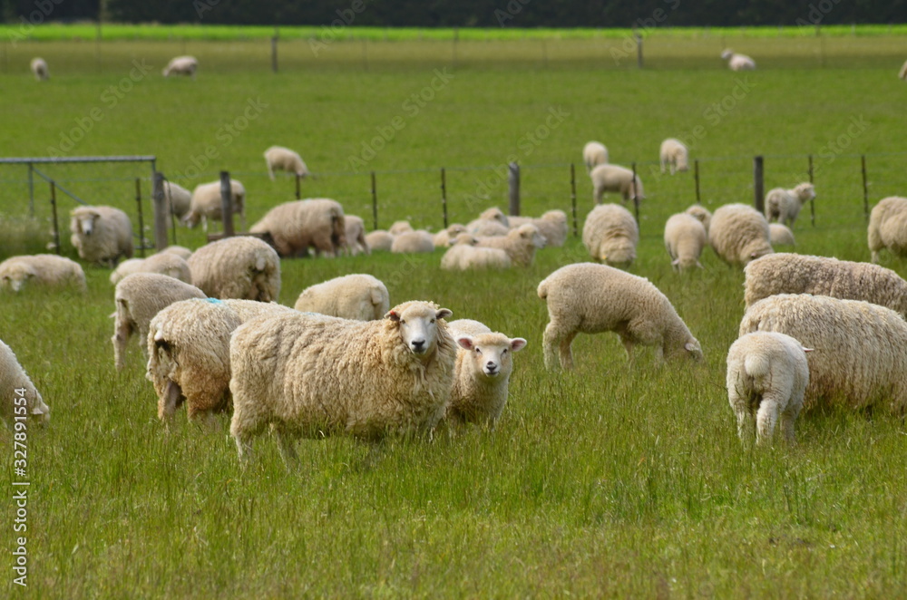 Obraz premium Schafe Neuseeland Südinsel