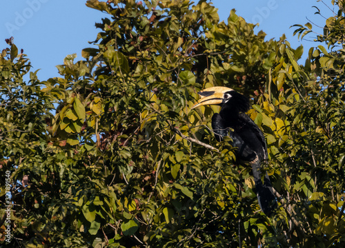 Photography Oriental Pied Hornbil bird