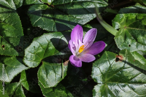 Beautiful purple crocus flower close up, spring flowers on a sunny day