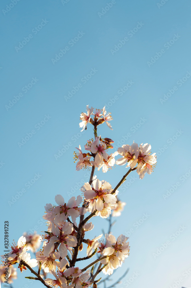 Almond blossom background with vivid colors in spring Almond blossom background with vivid colors in spring