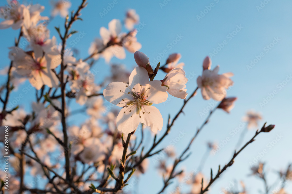 Almond blossom background with vivid colors in spring