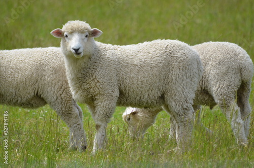 Schafe Neuseeland Südinsel
