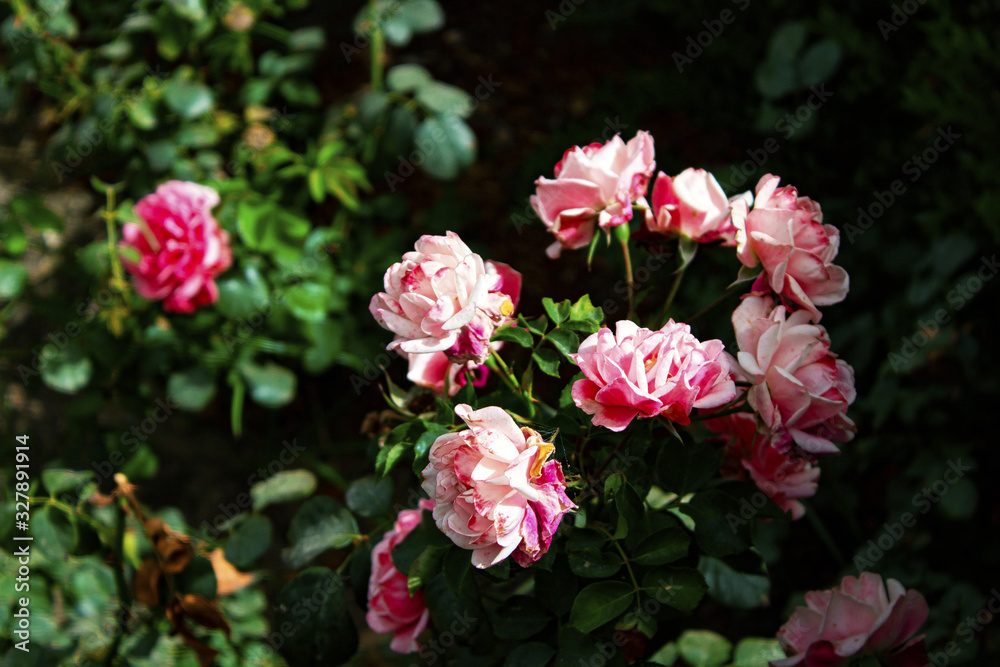 Gorgeous beautiful gentle pink bush roses, many small delicate gentle buds in the garden, a flower bed close up
