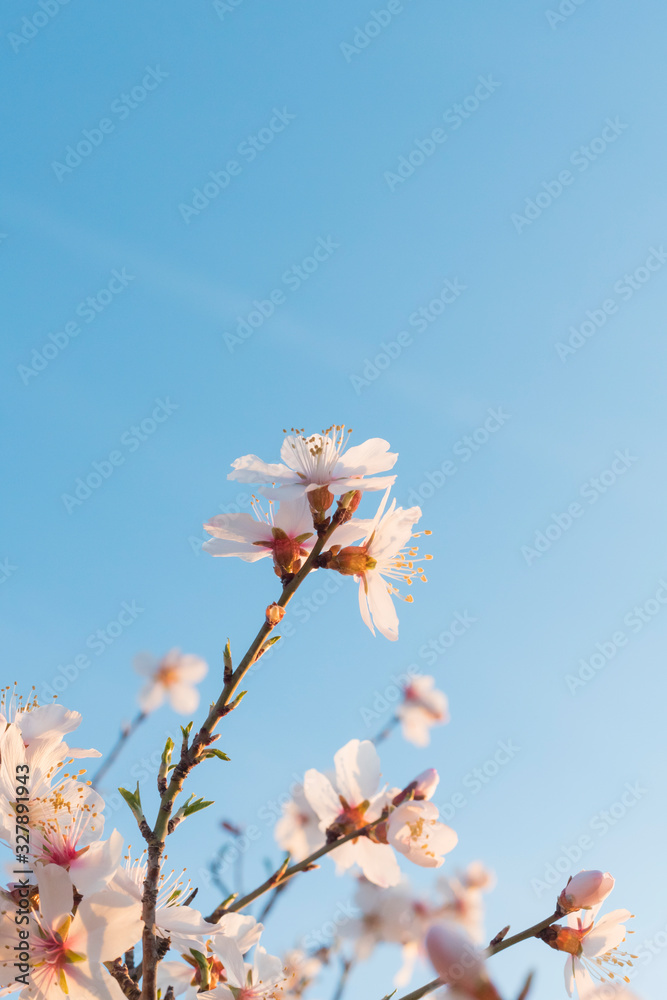 Almond blossom background with vivid colors in spring Almond blossom background with vivid colors in spring