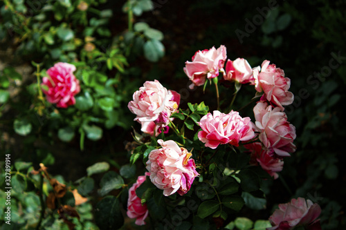 Gorgeous beautiful gentle pink bush roses  many small delicate gentle buds in the garden  a flower bed close up