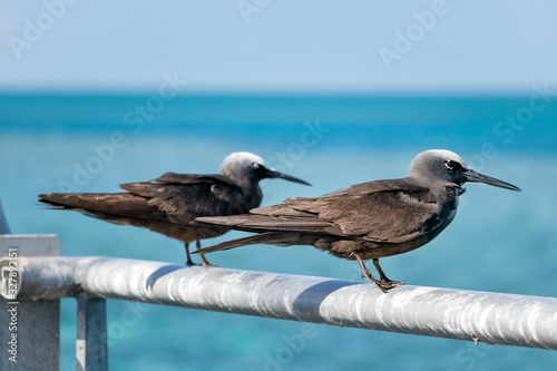 Two Black white capped noddy seabird perched in Hardy Reef, Australia photo