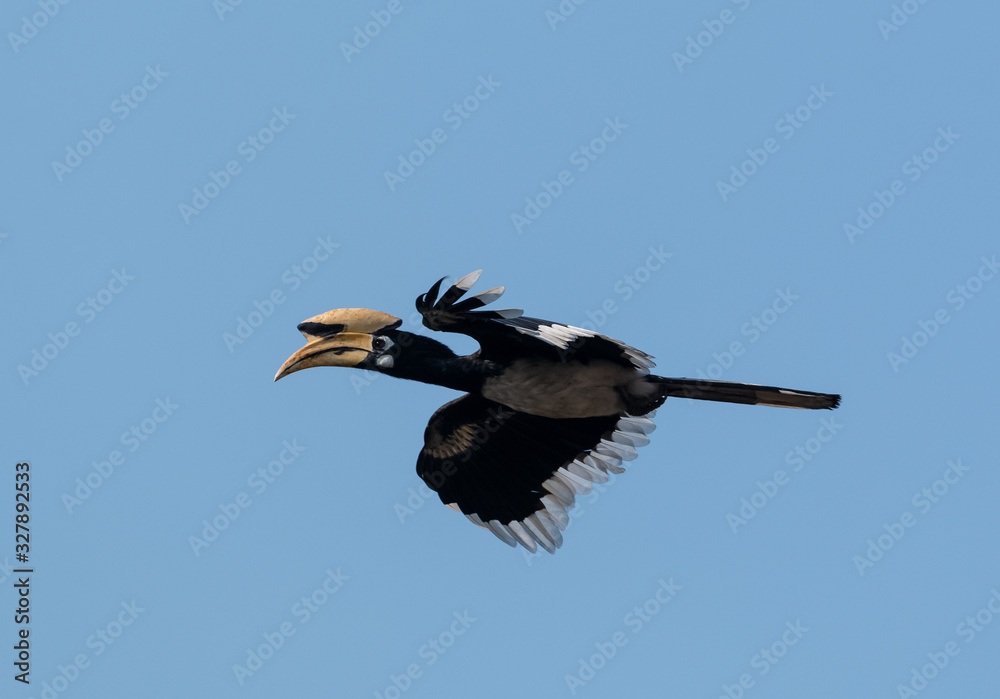 Fototapeta premium Oriental pied hornbill bird in flight over sky at rajaji national park, uttarakhand